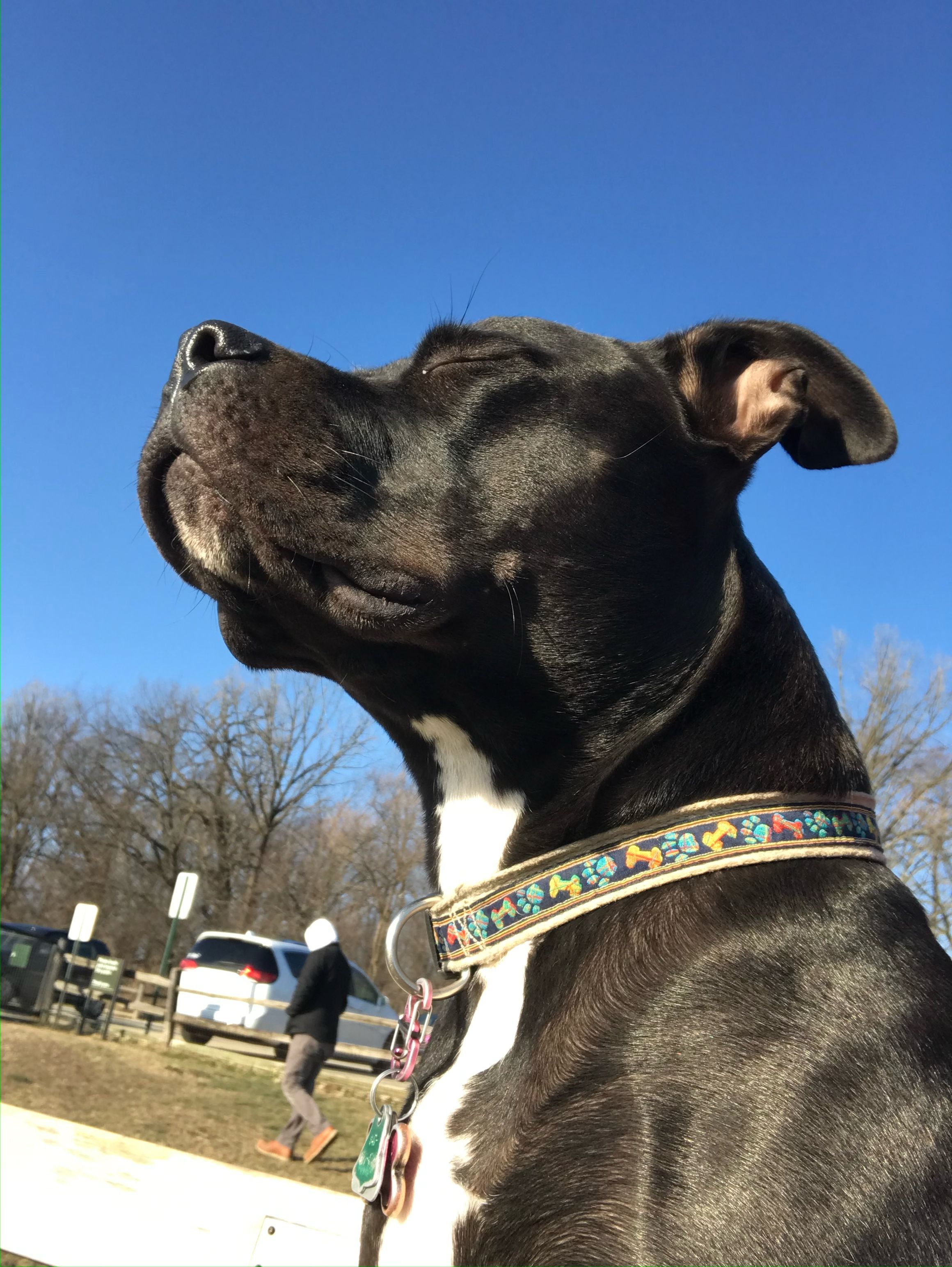Korra basking