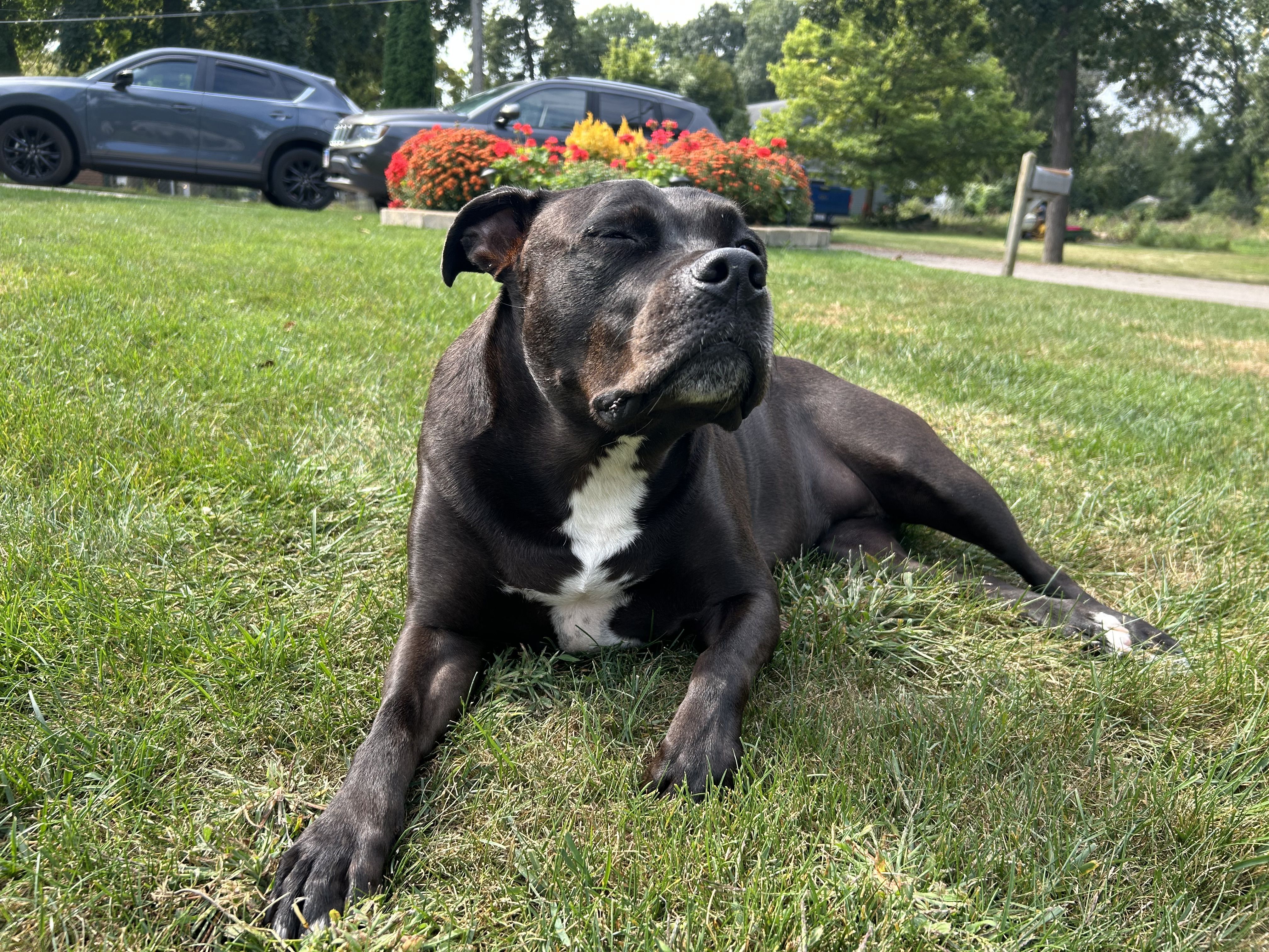 Korra sunbathing