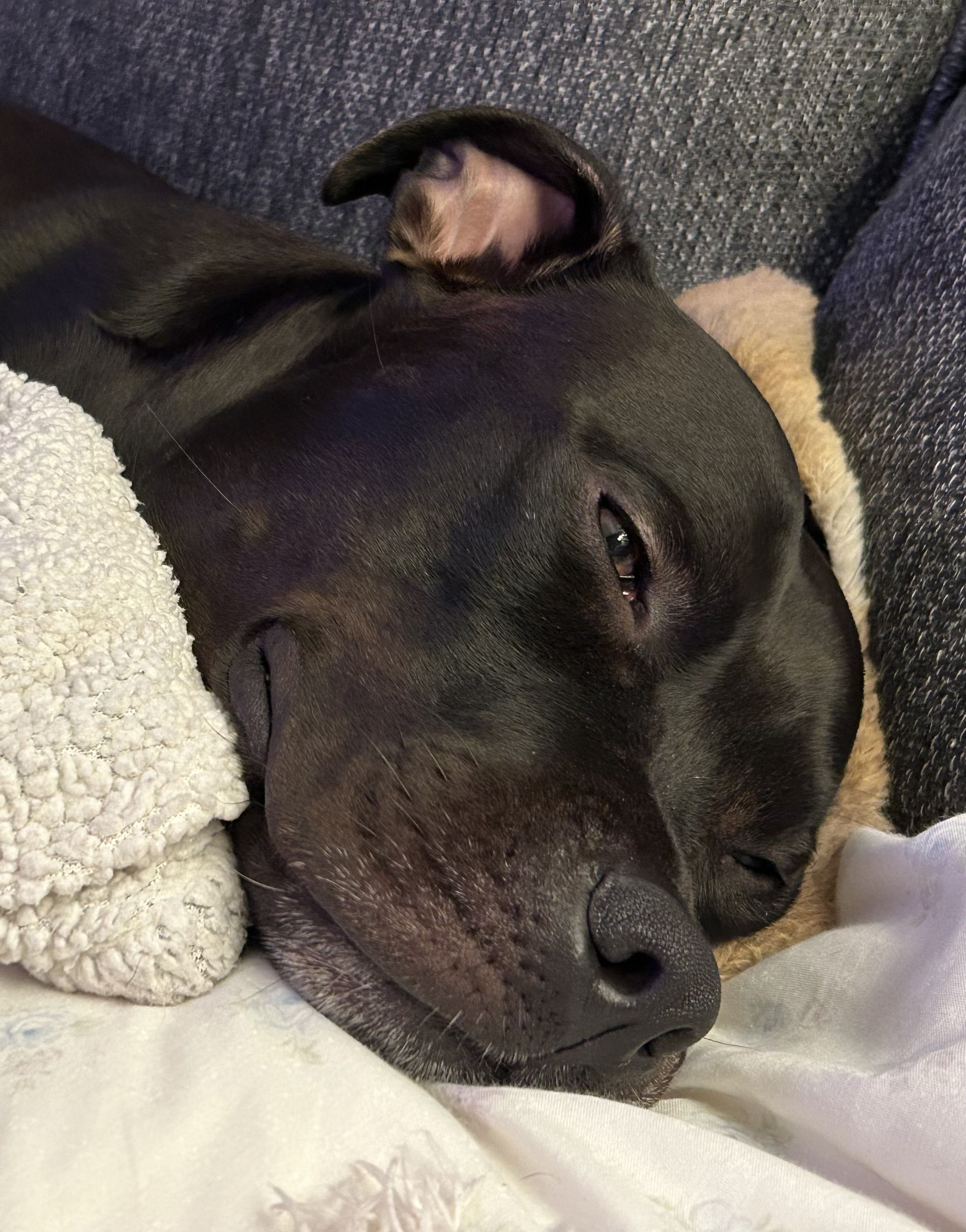 Korra being cute